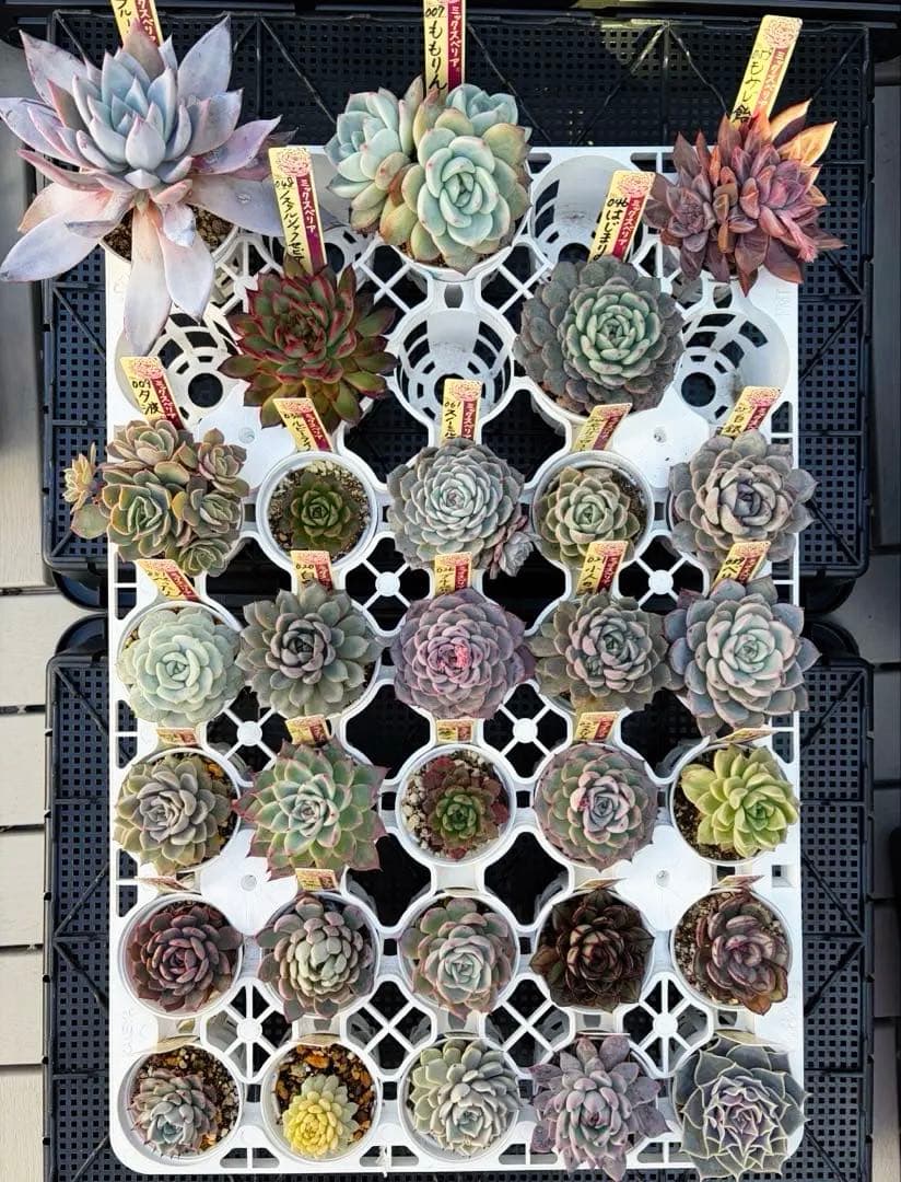 ＊ぽぽ＊さま専用 おらいさん苗30個セット　ミックスベリア　エケベリア多肉