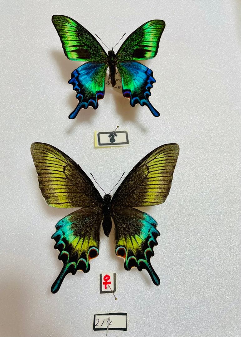 【異常型】ミヤマカラスアゲハ（ペア・北海道・飼育）