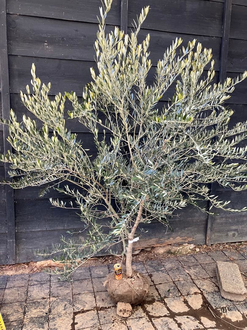 1 希少　オリーブの木　カヨンヌ