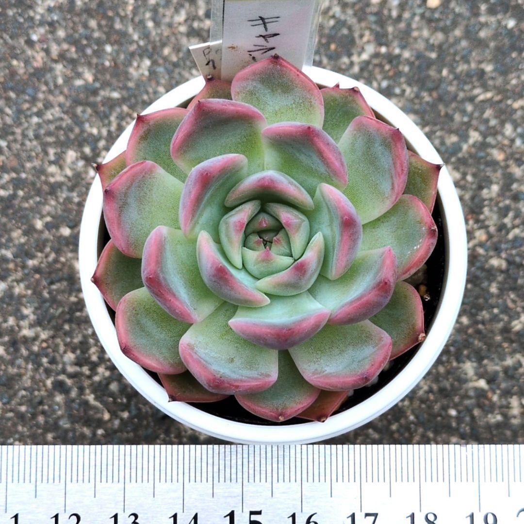 136. 多肉植物 キャラリアン 830円【抜き苗】