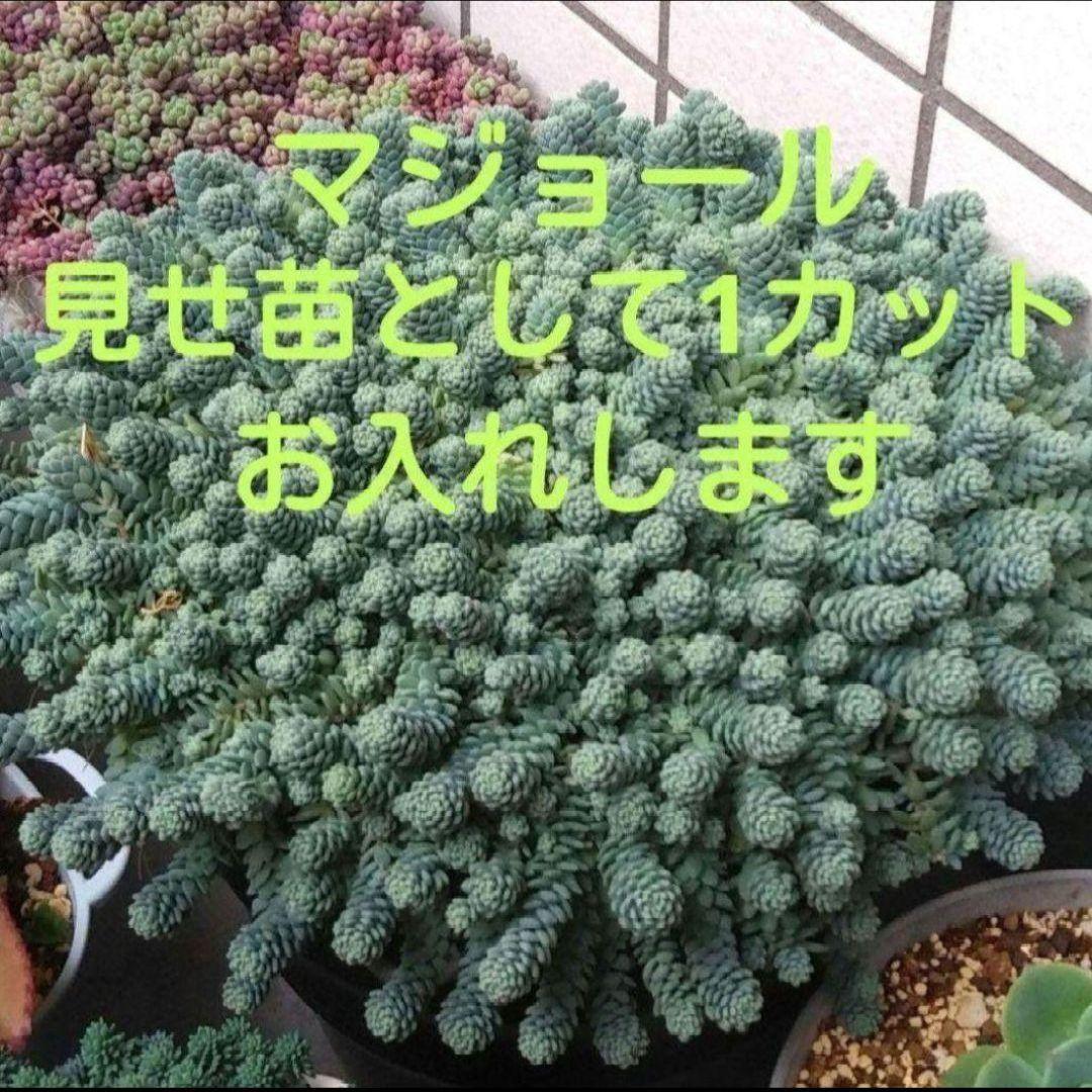 136. 多肉植物 キャラリアン 830円【抜き苗】