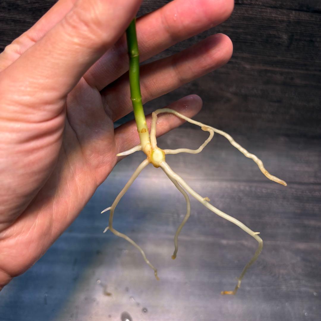 アグラオネマ　ピクタム(MB-2022/AJML/NXG01) 小