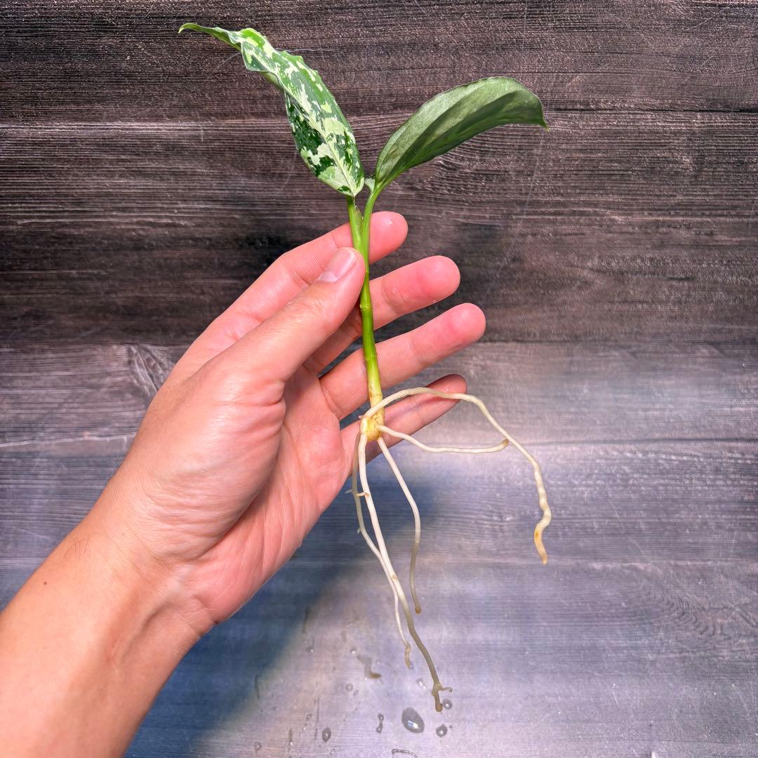 アグラオネマ　ピクタム(MB-2022/AJML/NXG01) 小