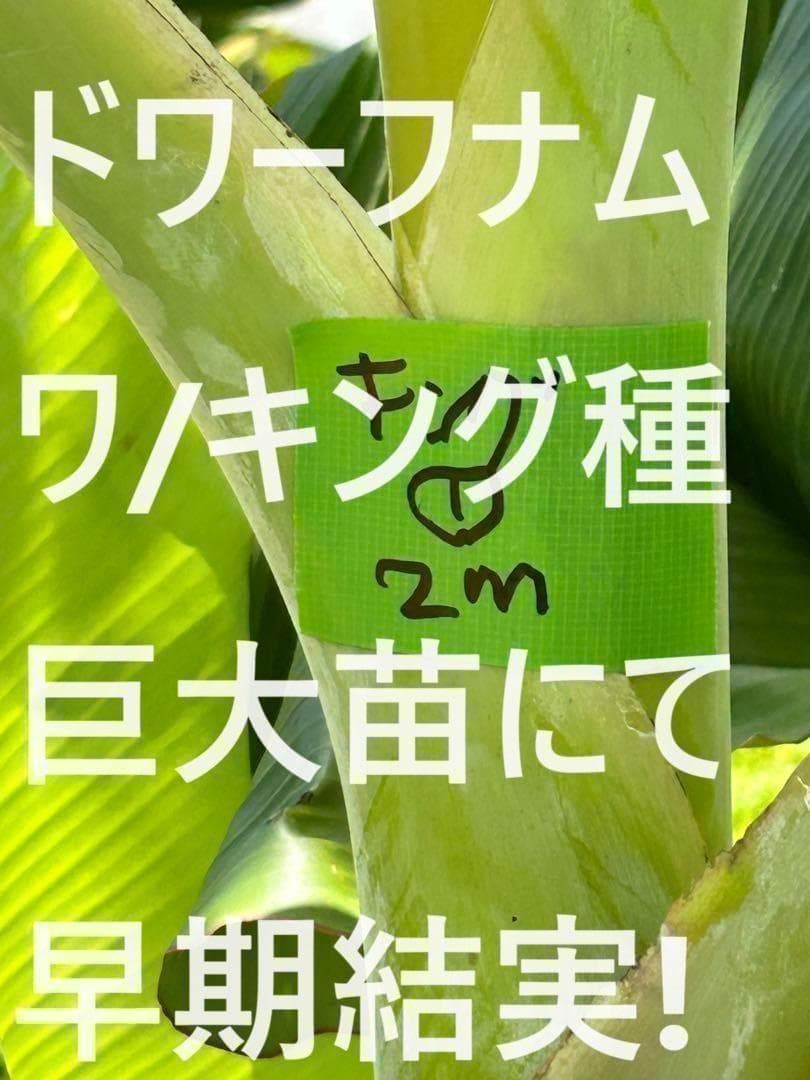 処分◆180cm糖度モンスター◆スーパードワーフ・キングナムワ◆関東路地可 低木