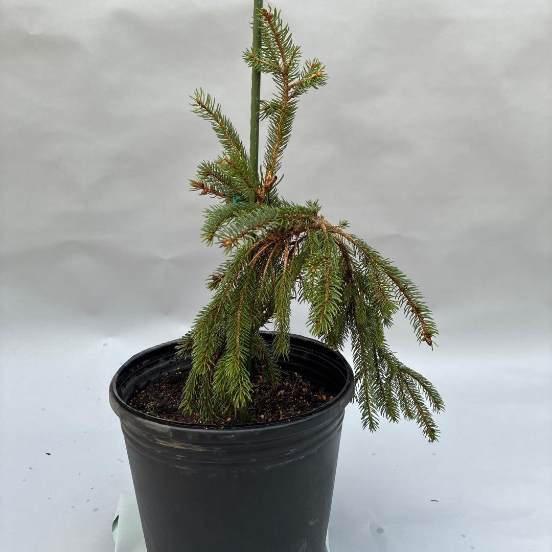 カナダトウヒ　ペンデュラ