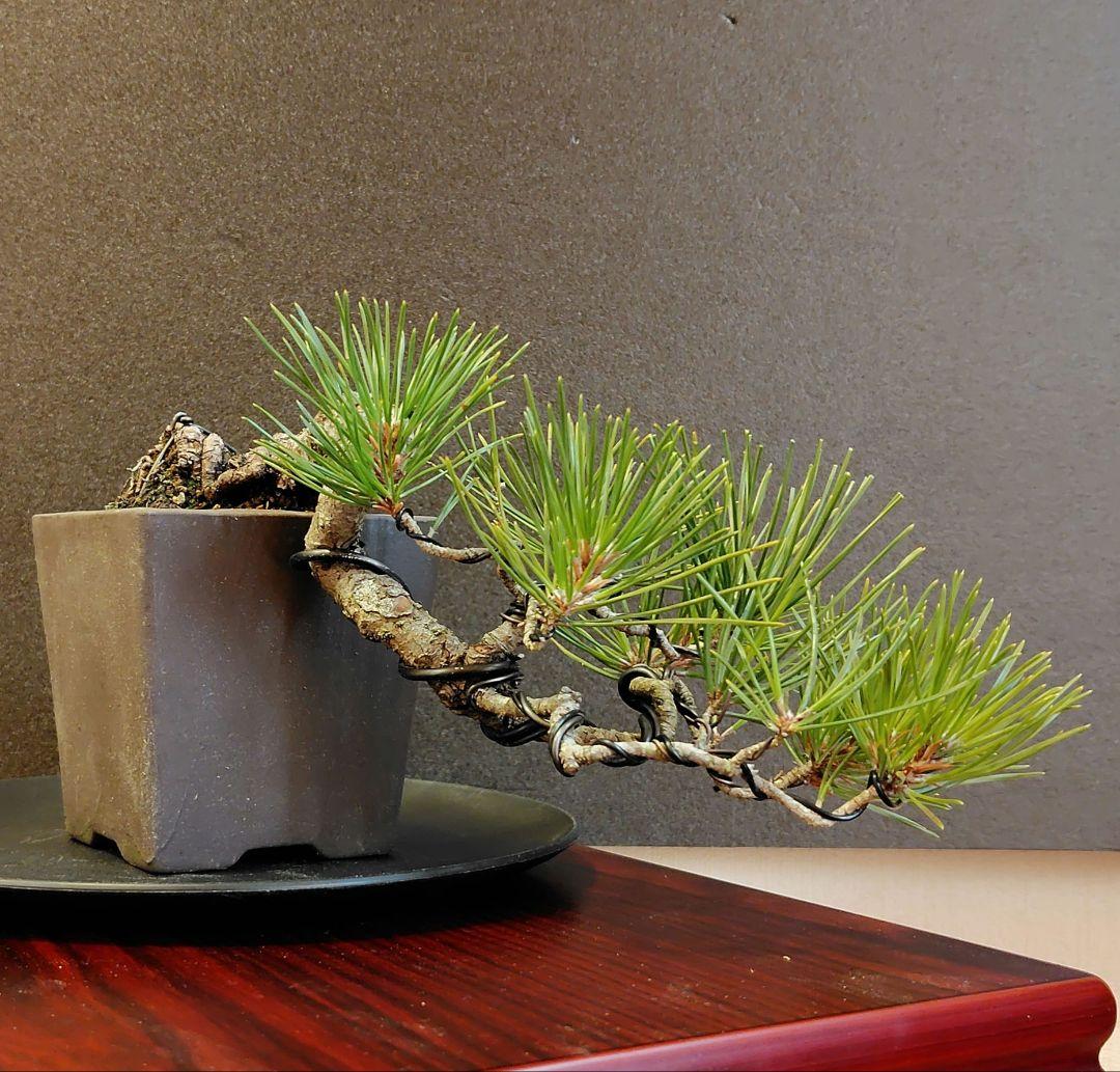黒松盆栽！