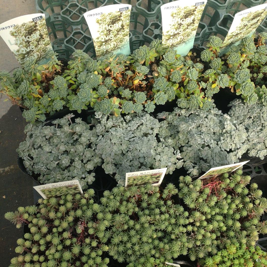 さくちゃんさん専用