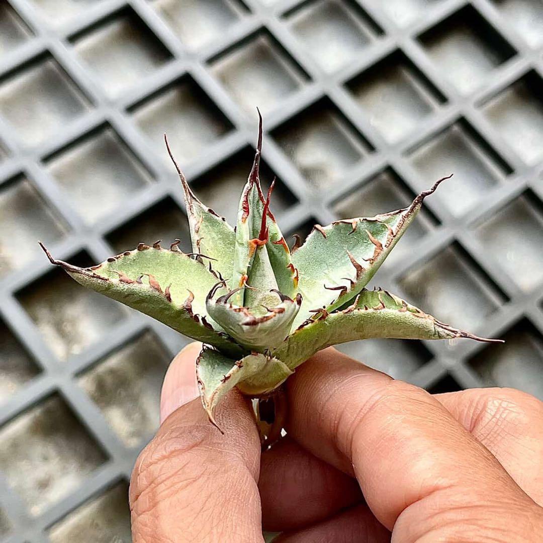 台湾直輸入❕ハイブリッドアガベ 妖炎×武蔵厳龍