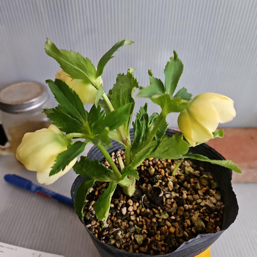 チャッピ様ご購入苗㉖-97クリスマスローズ