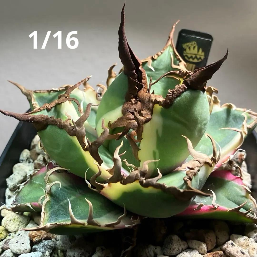 s*i様 【初売りオークション】114 選抜　アガベ　シーザー錦　白覆輪　TC