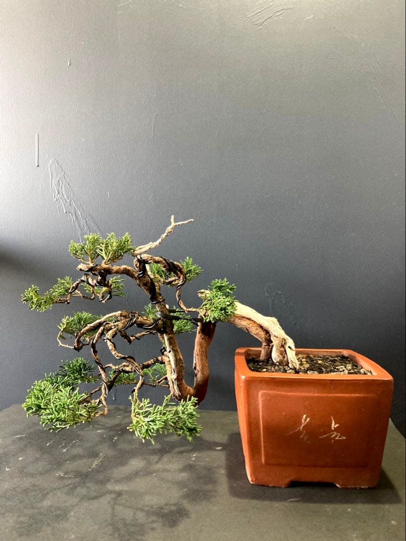 糸魚川真柏盆栽 ☆★山木、半懸崖★☆