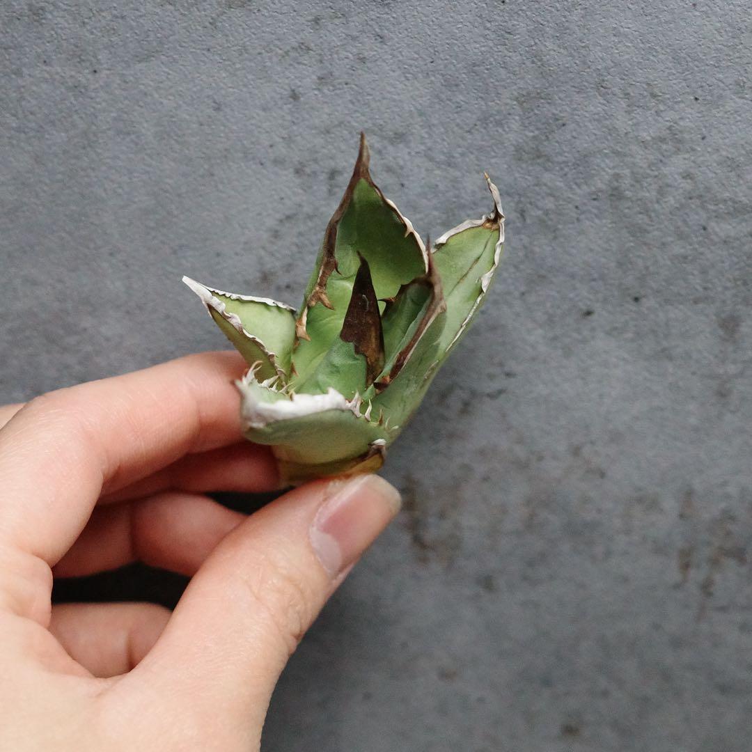 特選！アガベ　チタノタ　オテロイ　オアハカ実生　極上株　ゴリバンド