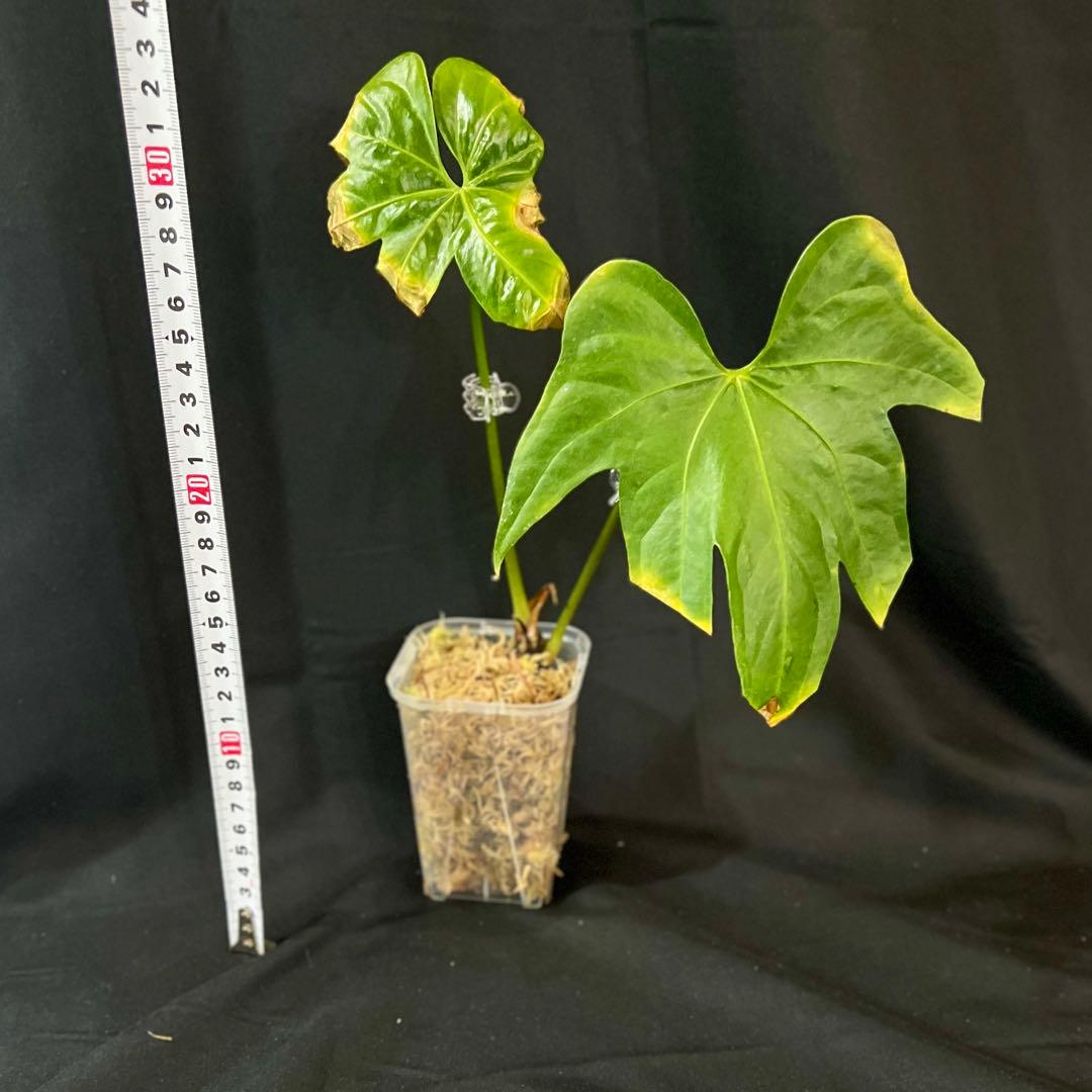 アンスリウム　ペダトラディアツム　レア　原種アンスリウム　②