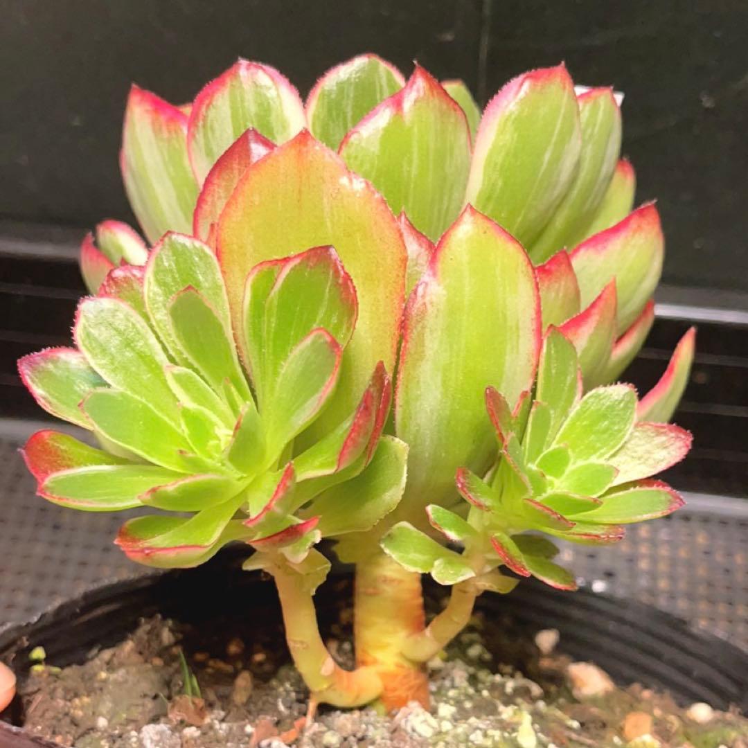 35#植物アエオニウム錦莲花座錦❤️ロータスホルダ錦❤️1大頭2小頭16cm拨き苗