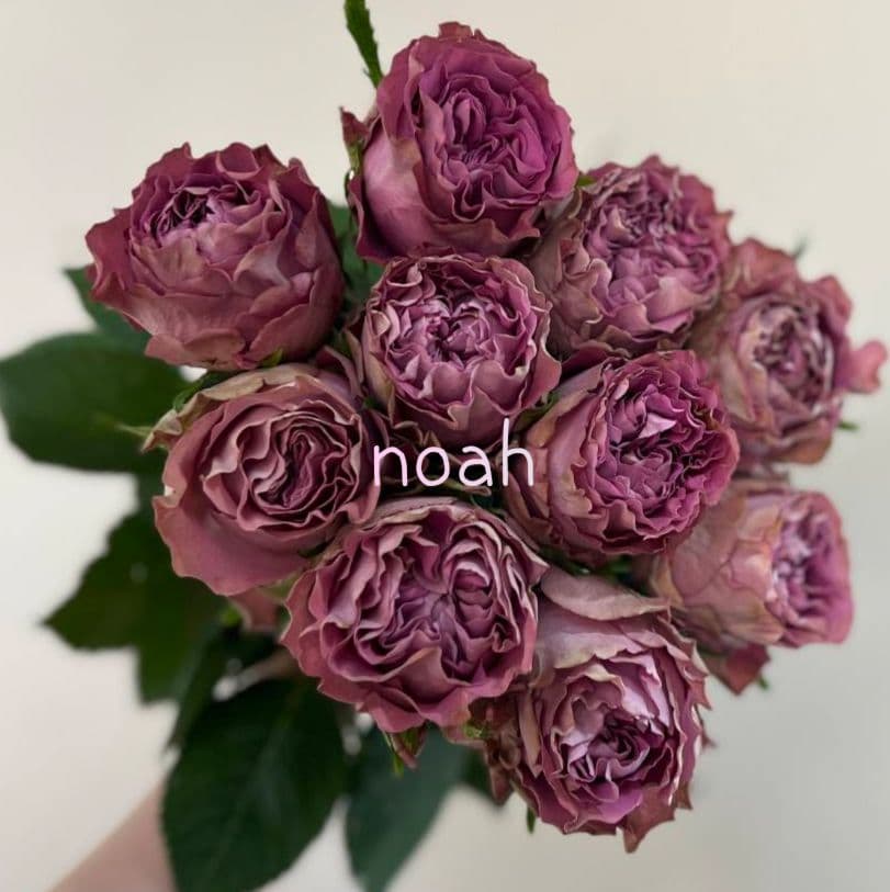 ❀専用❀　バラ　苗　切り花品種　b