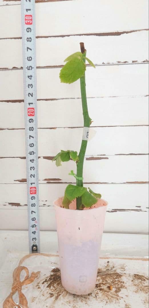 ❀専用❀　バラ　苗　切り花品種　b