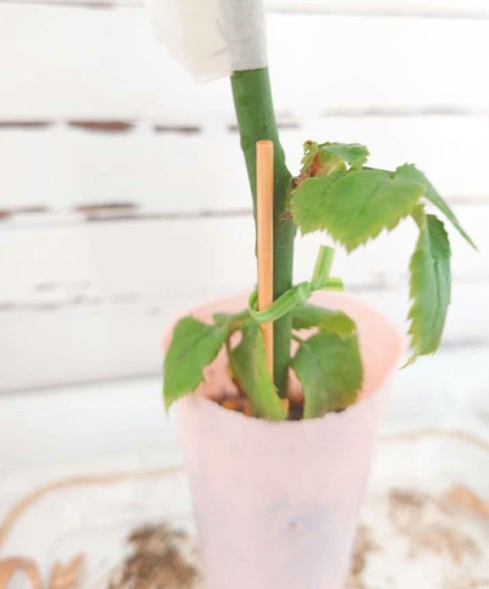 ❀専用❀　バラ　苗　切り花品種　b