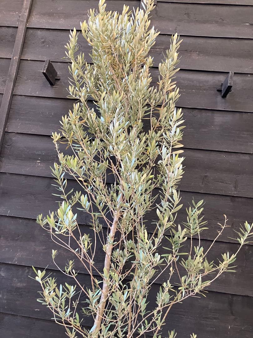 1 オリーブの木　シプレッシーノ