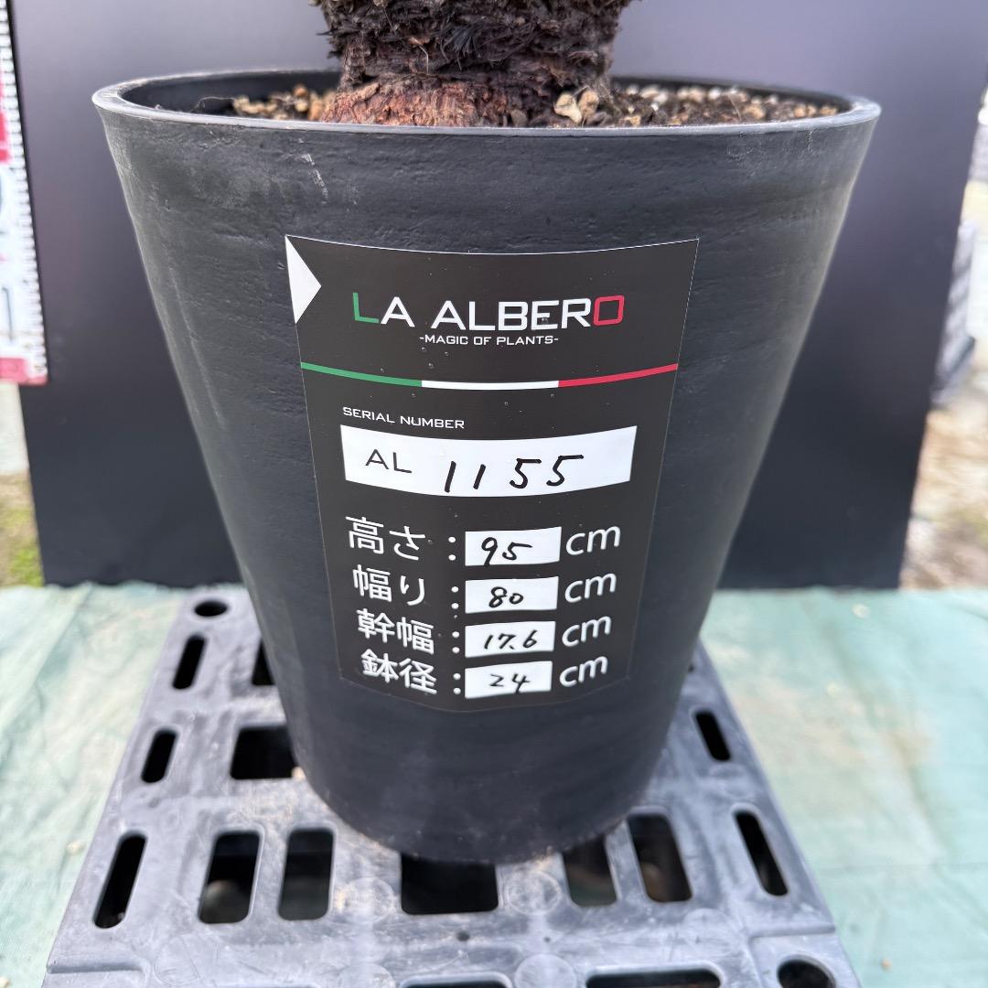 【AL1155】ユッカ　リギダ