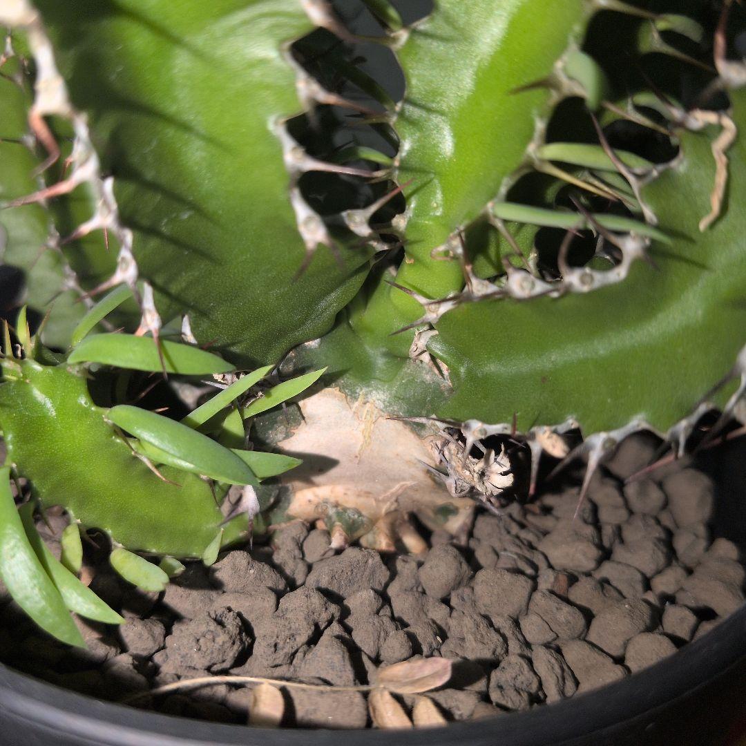 ユーフォルビア　ムランジーナ　大株 木質化　良型　（鉢付き)