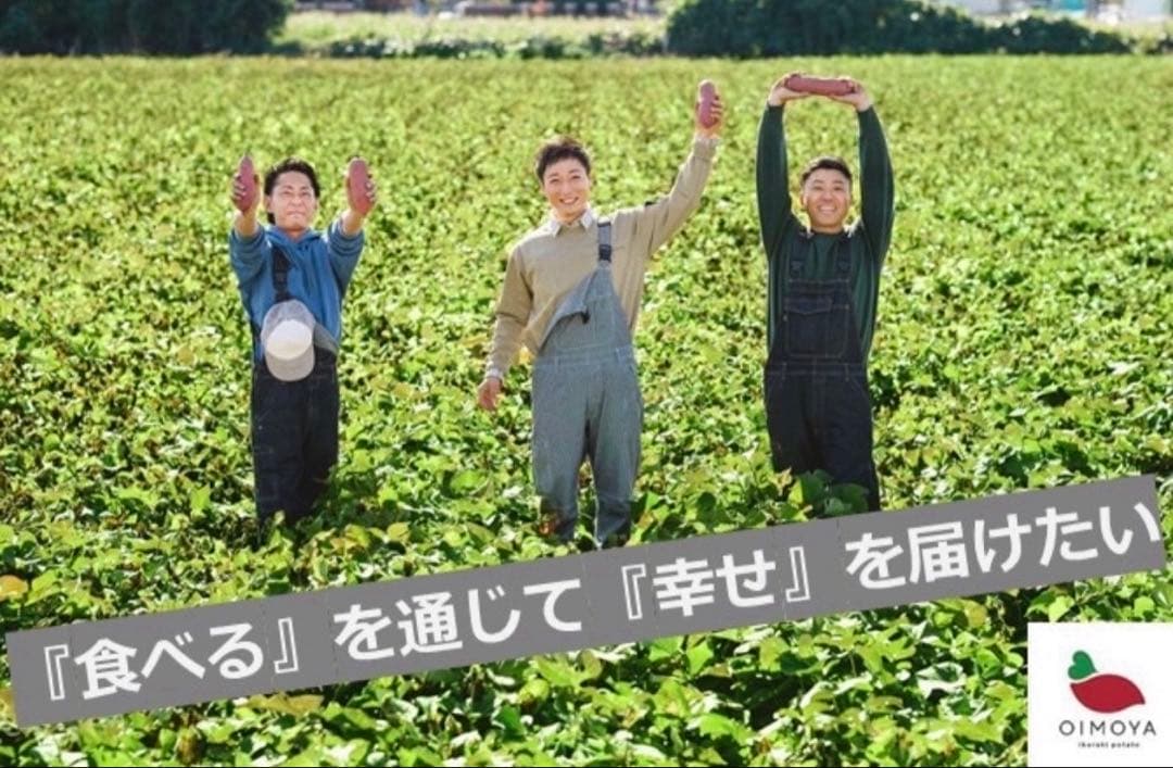 【予約受付中】紅はるか苗☆ウイルスフリー 1000本 4月下旬から発送開始