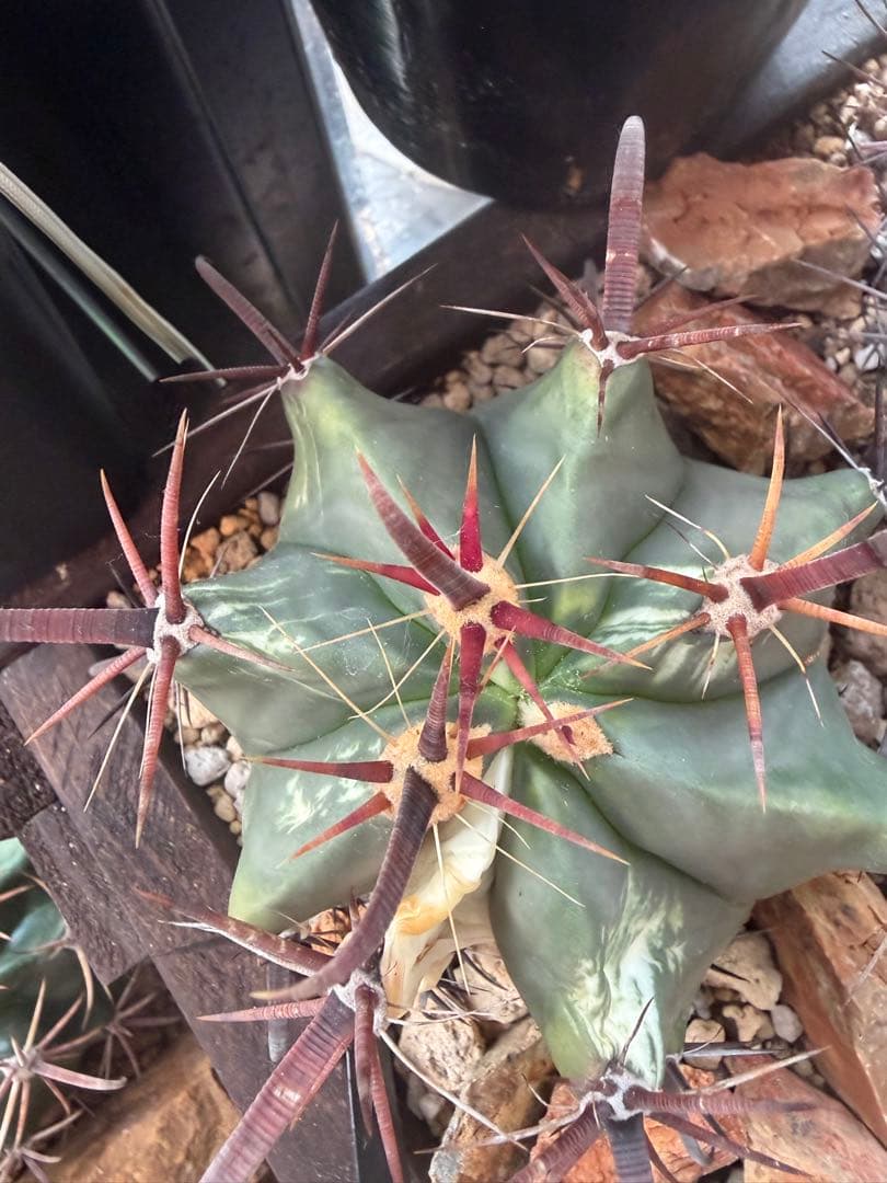 フェロカクタス刈穂玉錦　白斑入り◇アロエ多肉サボテン　ハオルチア　アガベ ユッカ