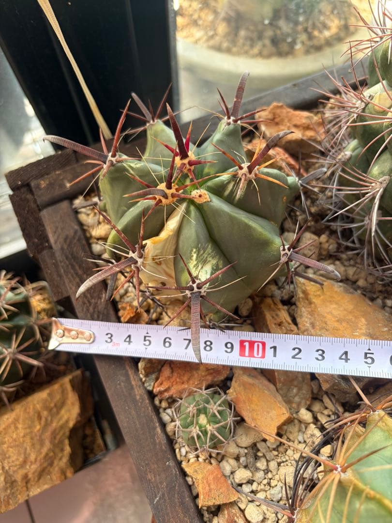 フェロカクタス刈穂玉錦　白斑入り◇アロエ多肉サボテン　ハオルチア　アガベ ユッカ