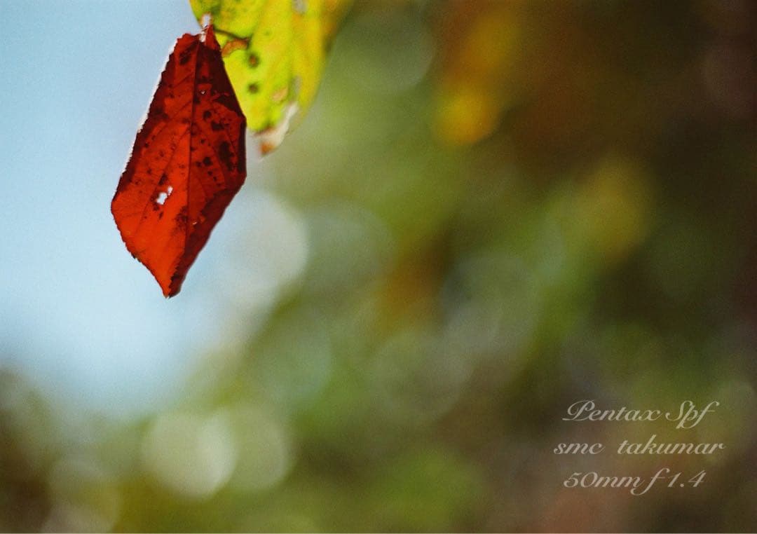 ★入門に！ペンタックスSPF/タクマーf1.4★初期保証＊作例多数＊美品＊完動品