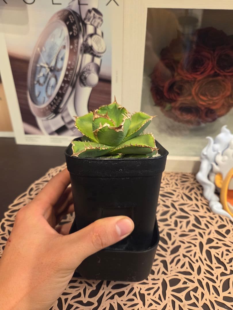 【アガベ ドイツ株】アガベ チタノタ 子株2つ付き