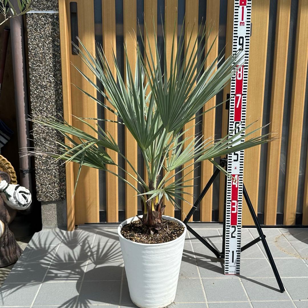 ブラヘア アルマータ （樹高:約95cm）Sep05