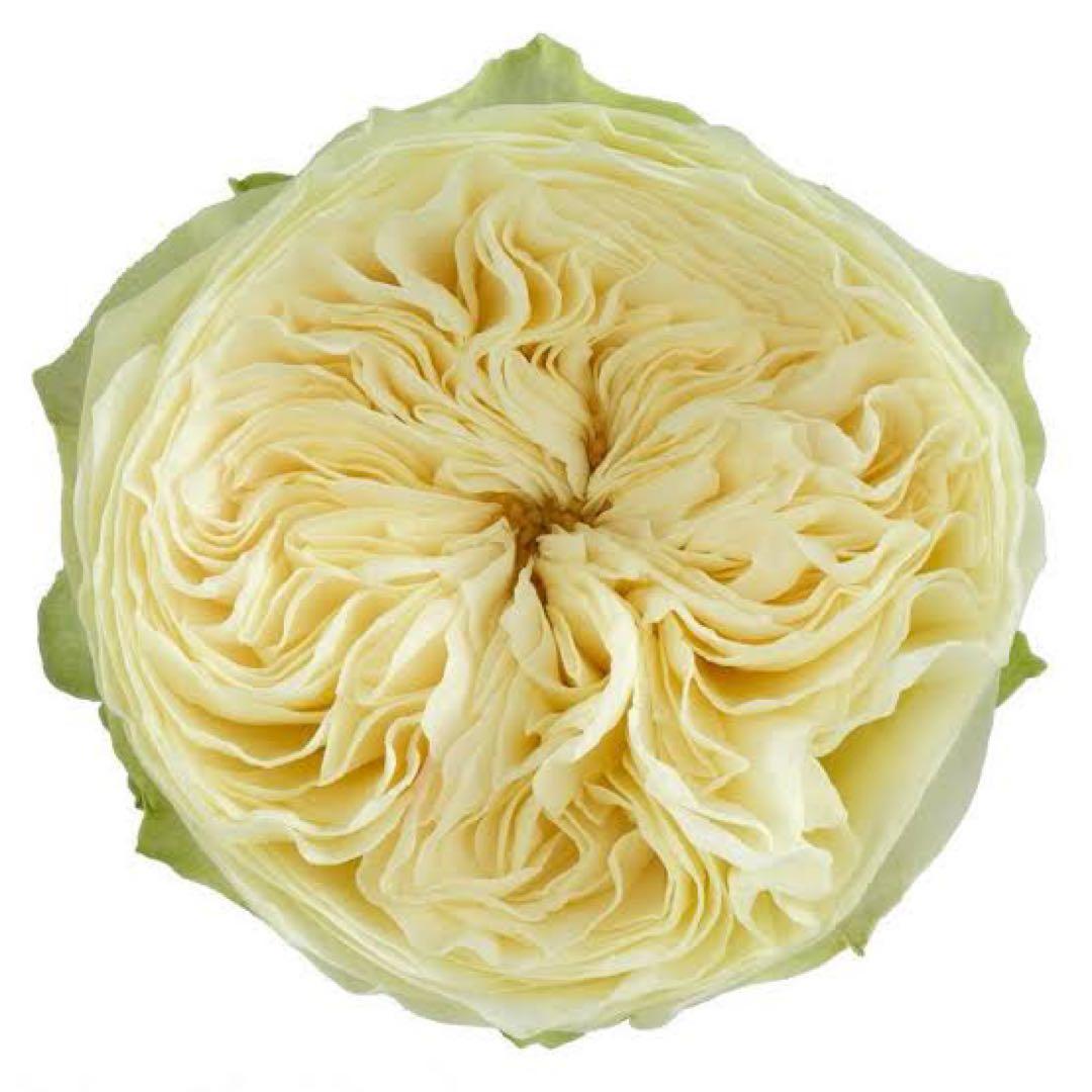 切り花品種バラ苗　レアバラ 　Lovely Harpe♡ Rose