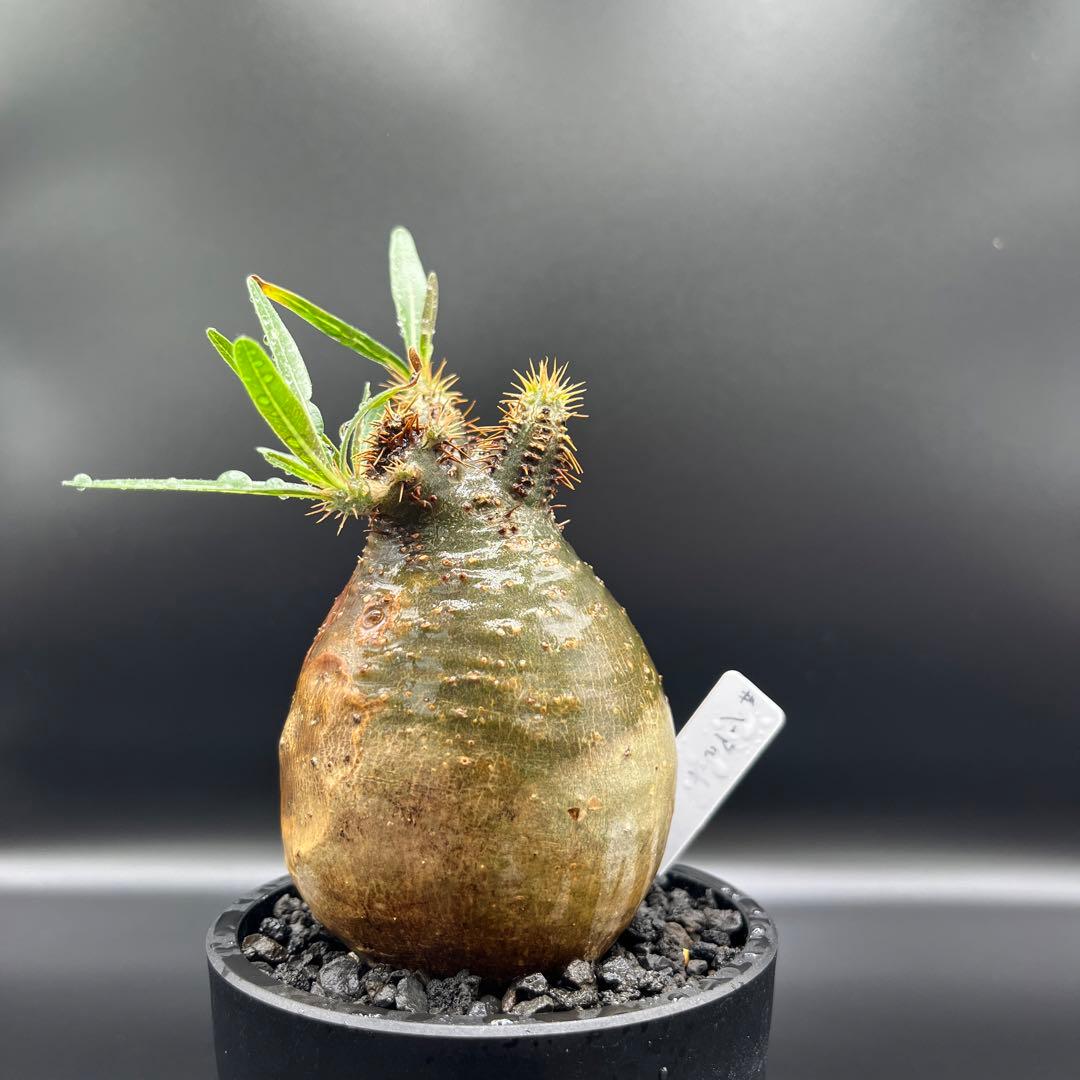 パキポディウム　グラキリス手乗りサイズ緑肌　安心発根済