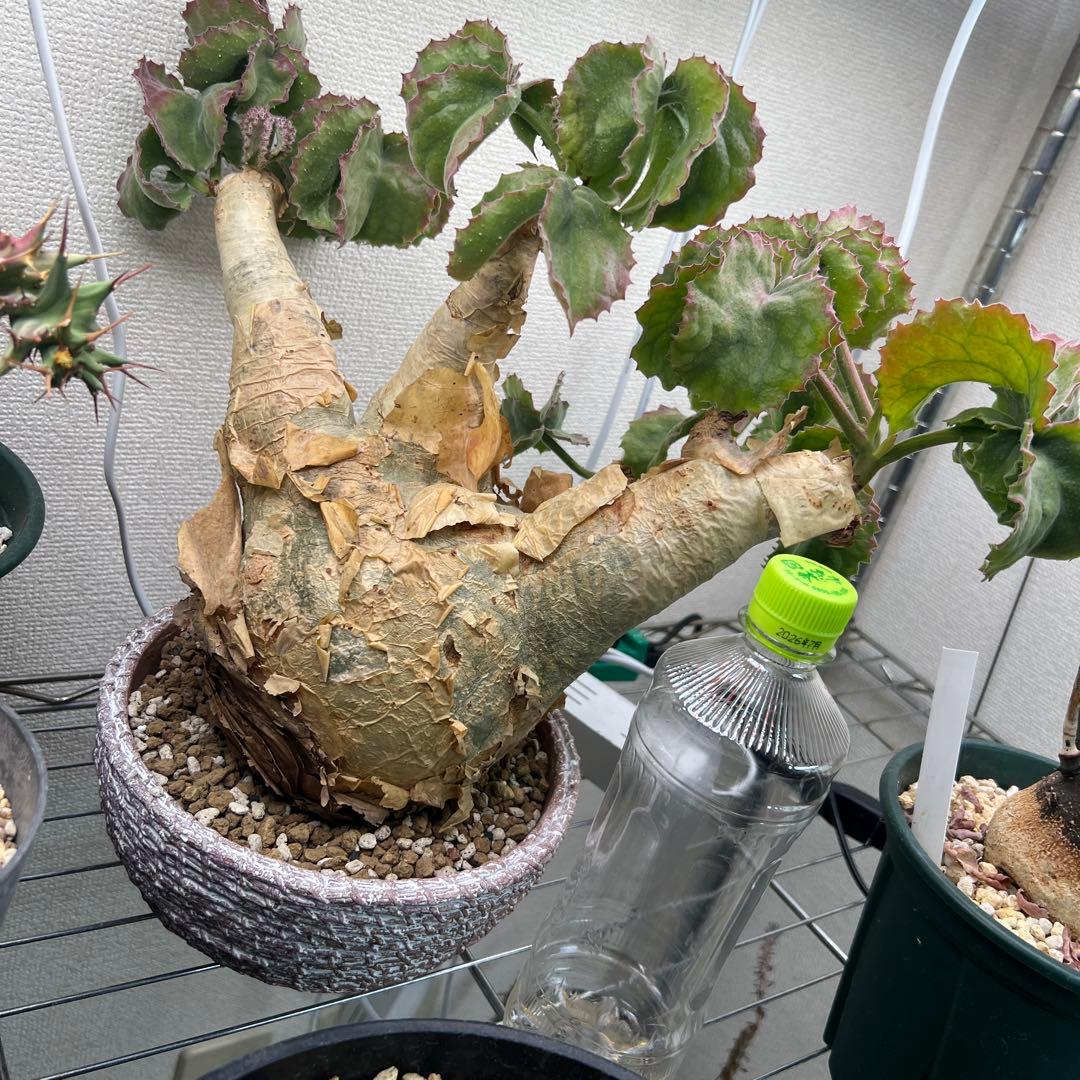 キフォステンマ ウターマクロプス