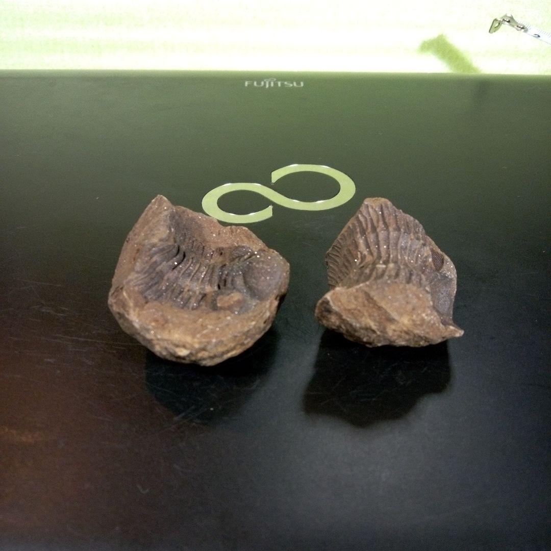 三葉虫　化石　fossil　ボリビア産　trilobite　ノジュール管理④