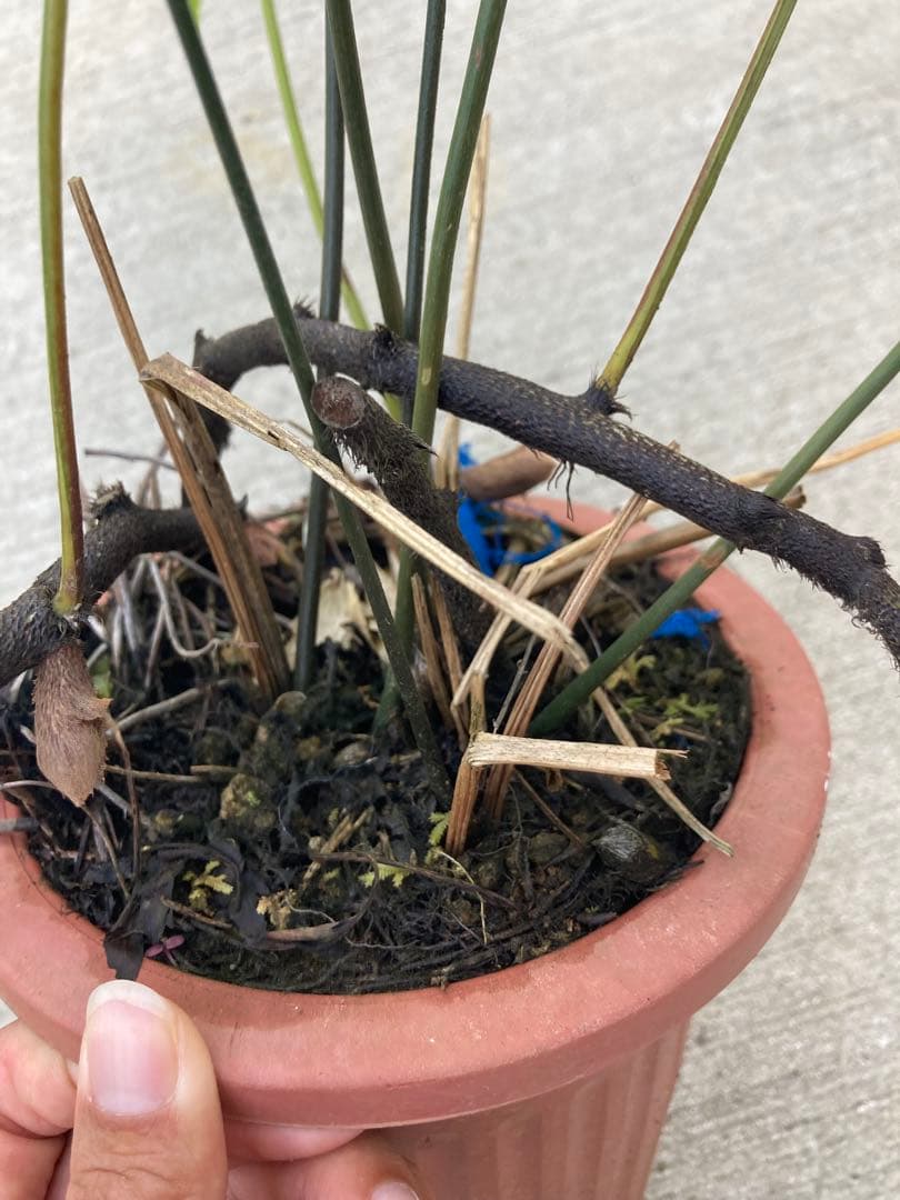 超レア　ボウェニア　セルラータ実生　シノブとの混合鉢　Bowenia サイカス