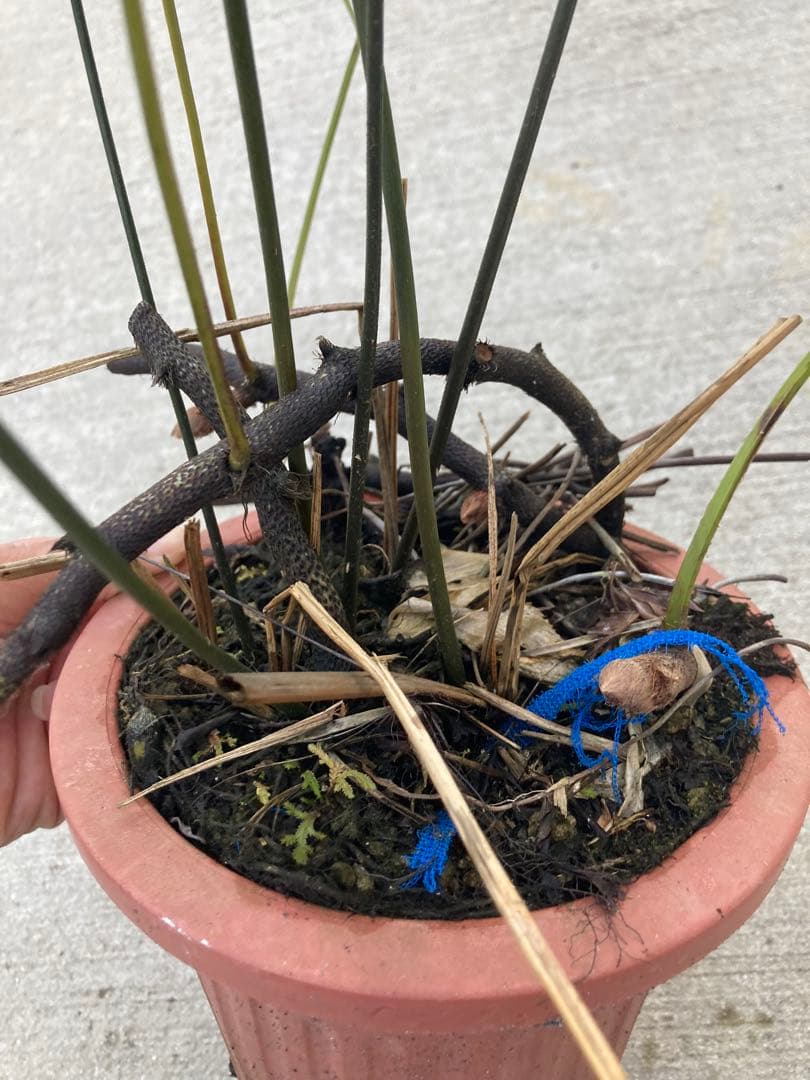 超レア　ボウェニア　セルラータ実生　シノブとの混合鉢　Bowenia サイカス