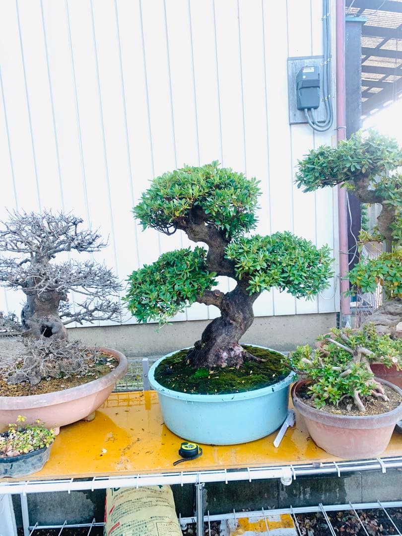 皐月盆栽　サツキ　ツチジ