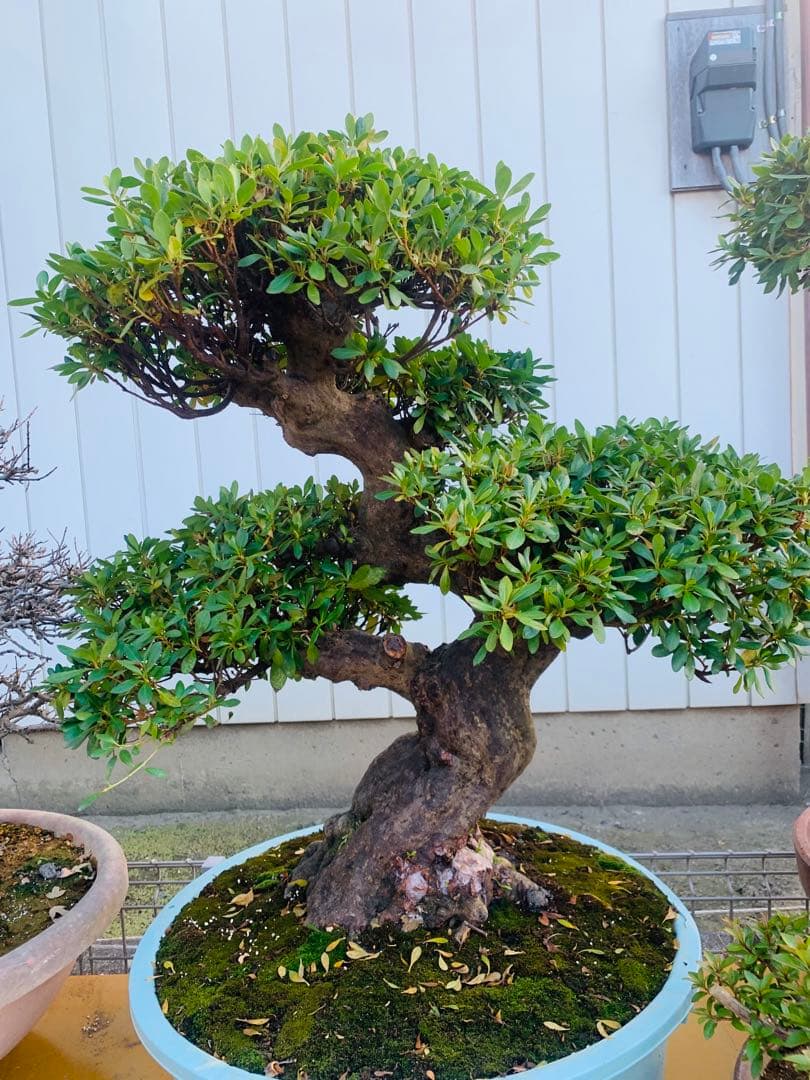 皐月盆栽　サツキ　ツチジ