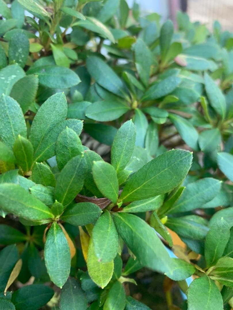 皐月盆栽　サツキ　ツチジ