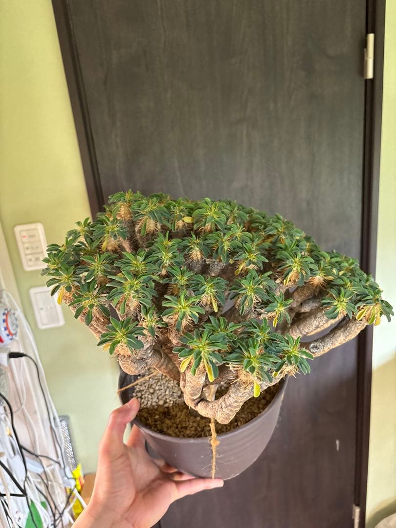 ユーフォルビアギラウミニアナ　現地株　90分岐以上