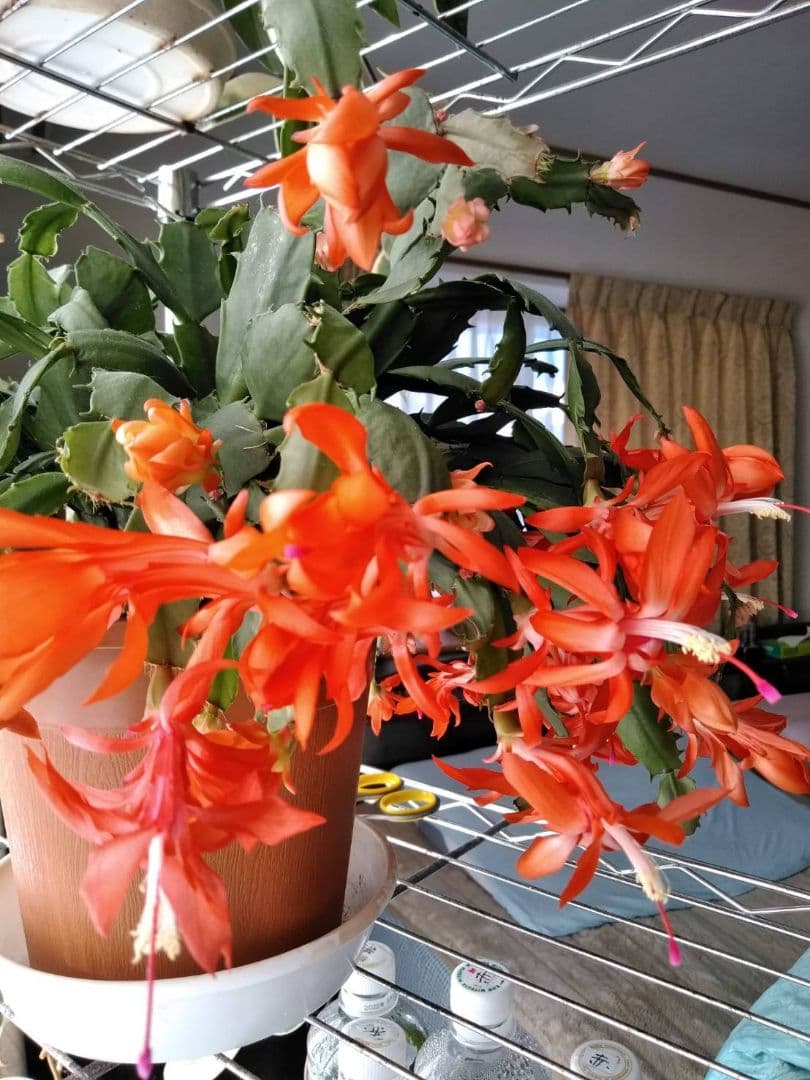 ss☆12　デンマークカクタス オレンジ金平糖 発根済み株 Z 希少種