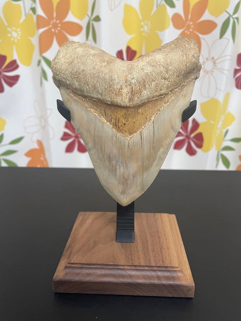 メガロドン歯化石