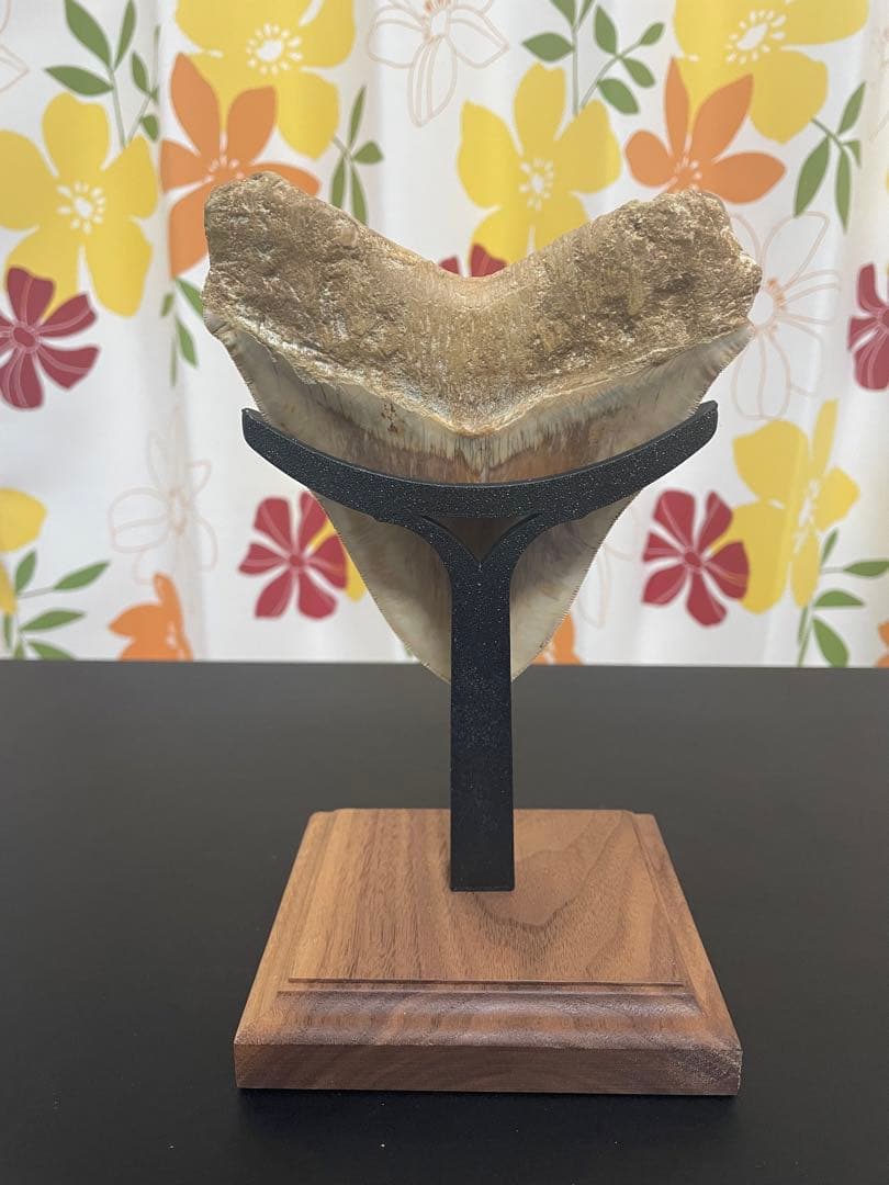 メガロドン歯化石