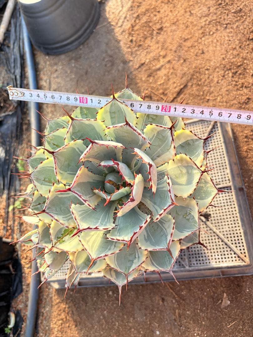 アガベ 吉祥冠錦　2子株付き