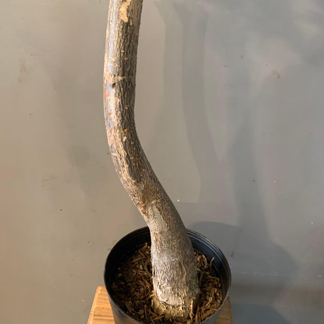 パキラ ミルキーウェイ 13