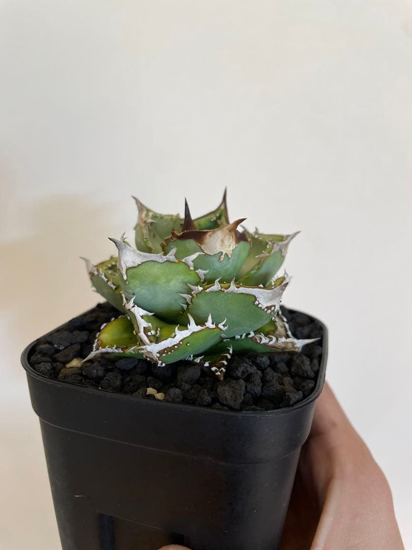 アガベチタノタ　鰐亀