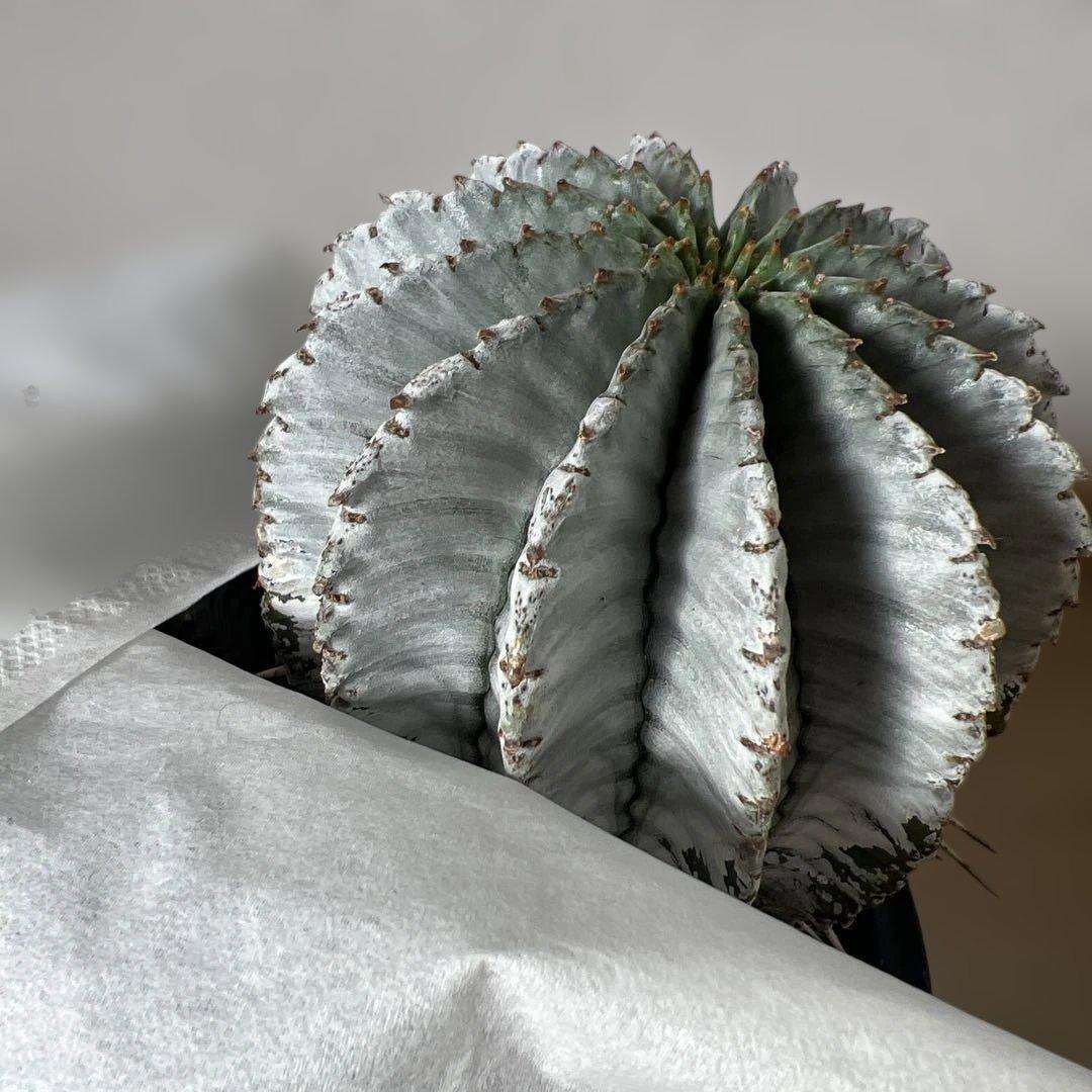 ユーフォルビア　ホリダ　白　子株付き　実生　①