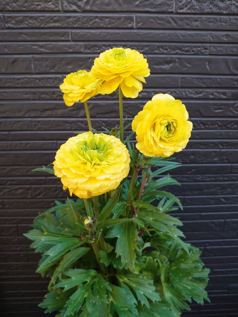 ラナンキュラスラックス　アルテミスII　変わり咲き　開花鉢