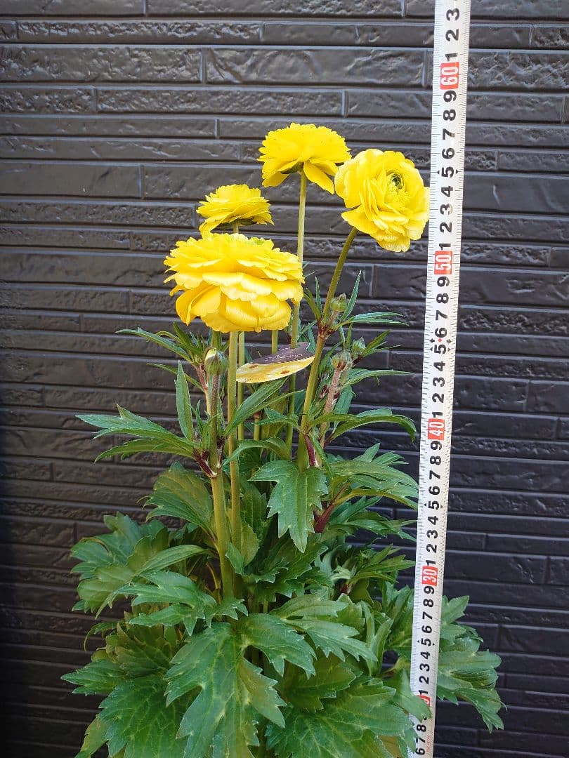 ラナンキュラスラックス　アルテミスII　変わり咲き　開花鉢