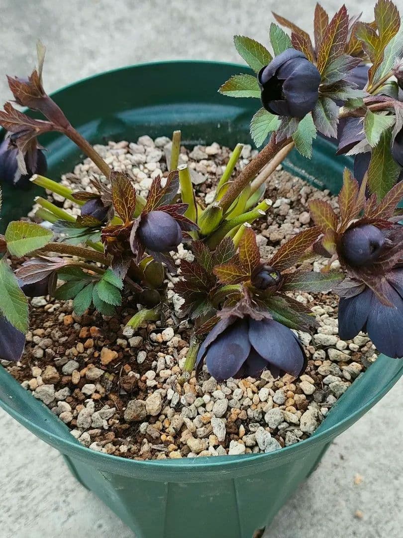 クリスマスローズ　超充実株　＆　大木ナーサリー4号鉢